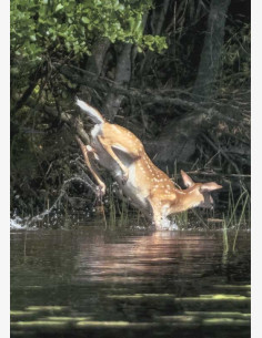 Valkohäntäpeura kylpee helteellä