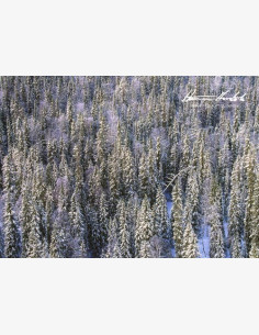 Metsää ensilumella