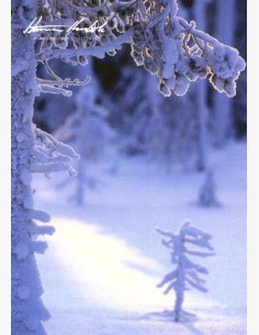 Valon leikkiä pakkasmetsässä