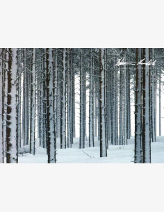 Pilvisen päivän valoa