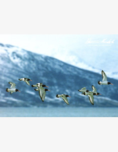 Hannu Hautala - Meriharakat