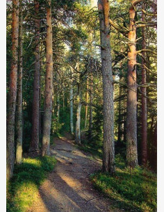 Hannu Hautala - Metsäpolku (2-os.)