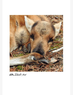 Ritva Reinilä, ARPS -postikortti