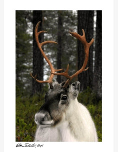 Ritva Reinilä, ARPS -postikortti