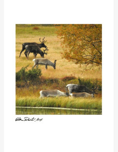 Ritva Reinilä, ARPS -postikortti