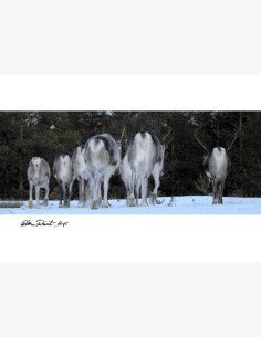 Ritva Reinilä, ARPS -postikortti