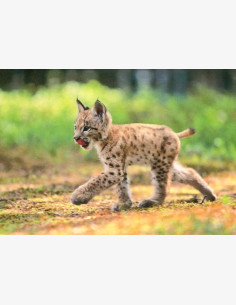Ilves