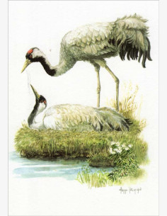 Kimmo Pälikkö - Kurki