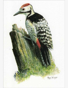 Kimmo Pälikkö - Valkoselkätikka