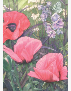 Matti Kota - Perhonen ja kukat