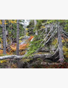 Pisan ikimetsää Nilsiässä