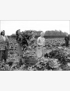 Koululaisia raparperia korjaamassa