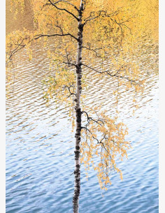 Ruska Etelä-Konneveden kansallispuistossa