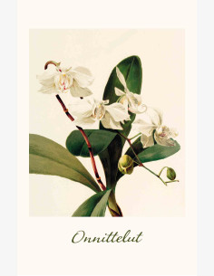 Nostalgia Onnittelu Orkidea -taitekortti (2-os)