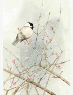 Marjolein Bastin -Nature’s Sketchbook-postikortti