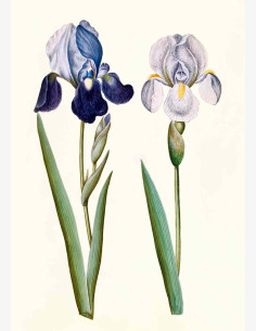 Nostalgia Iiris