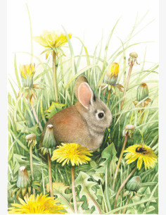 Marjolein Bastin -Nature’s Sketchbook-postikortti