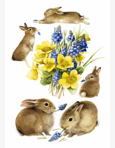 Marjolein Bastin -Nature’s Sketchbook-postikortti