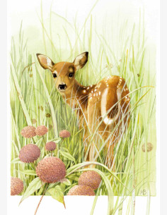 Marjolein Bastin -Nature’s Sketchbook-postikortti