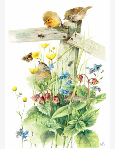 Marjolein Bastin -Nature’s Sketchbook-postikortti