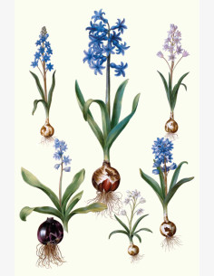 Nostalgia Helmililja -taitekortti (2-os)