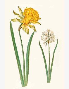 Nostalgia Narsissi -taitekortti (2-os)