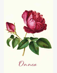 Nostalgia Onnittelu Ruusu -taitekortti (2-os)