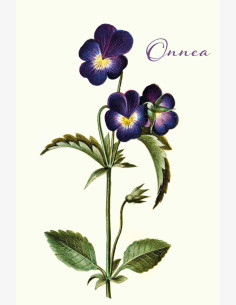 Nostalgia Onnittelu Orvokki -taitekortti (2-os)