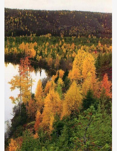 Siikavuopaja
