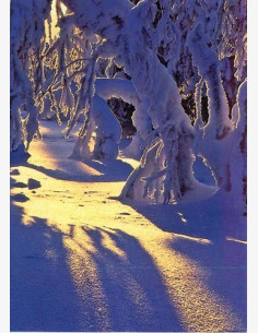 Koivut