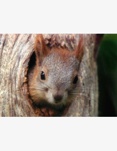 Orava